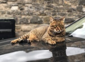 West End Cat