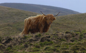 A Solo Highland Cow: Photo by Cliff Heberden, 